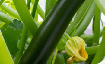 Zucchini im Gewächshaus